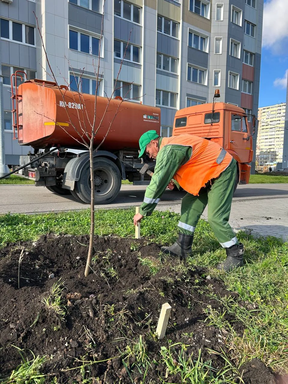 🌳 Липецк становится немного липовее: сегодня в городе высадят ещё 80 деревьев