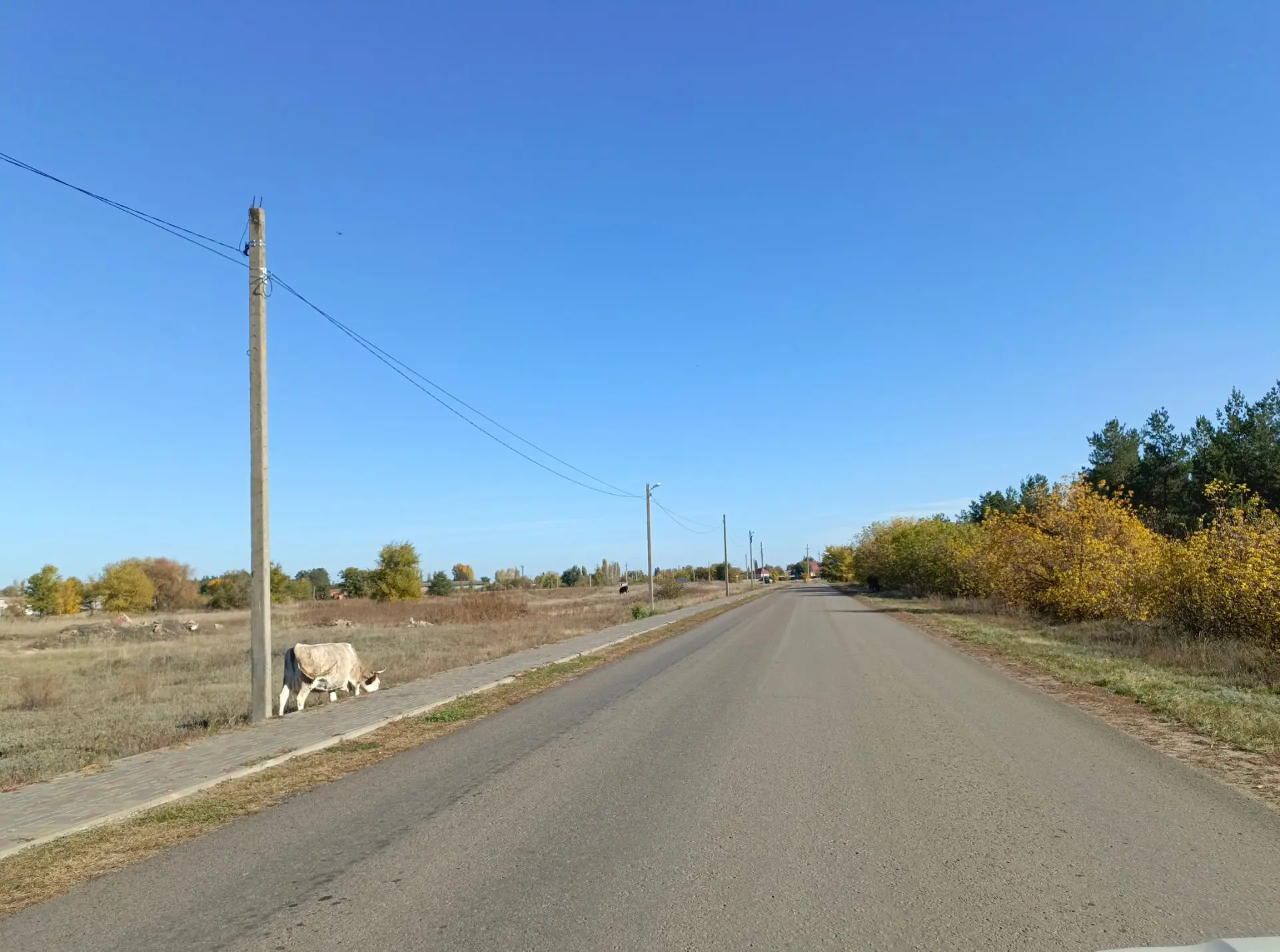 По Красной ходят коровы по дороге и тротуару, будьте осторожны.
