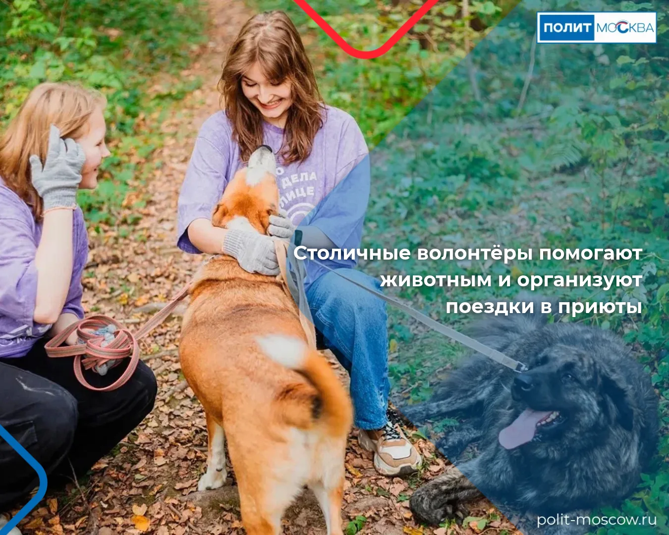 Столичные волонтёры помогают животным и организуют поездки в приюты