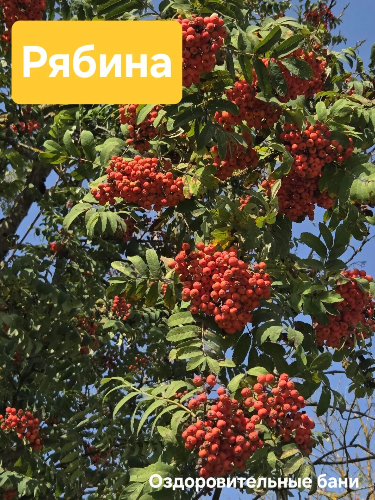 #рябина