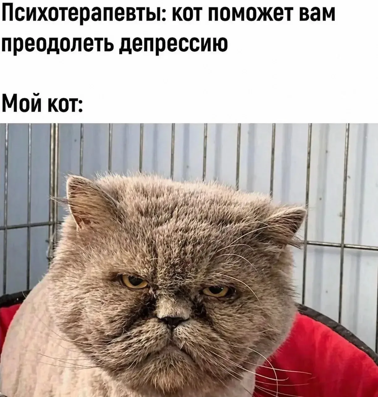 Действительно помогает
