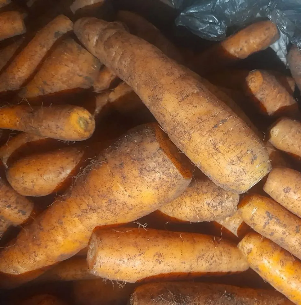 Продам домашнюю морковь, цена 100 руб./кг. Самовывоз район ул. Шилова. 89145035798