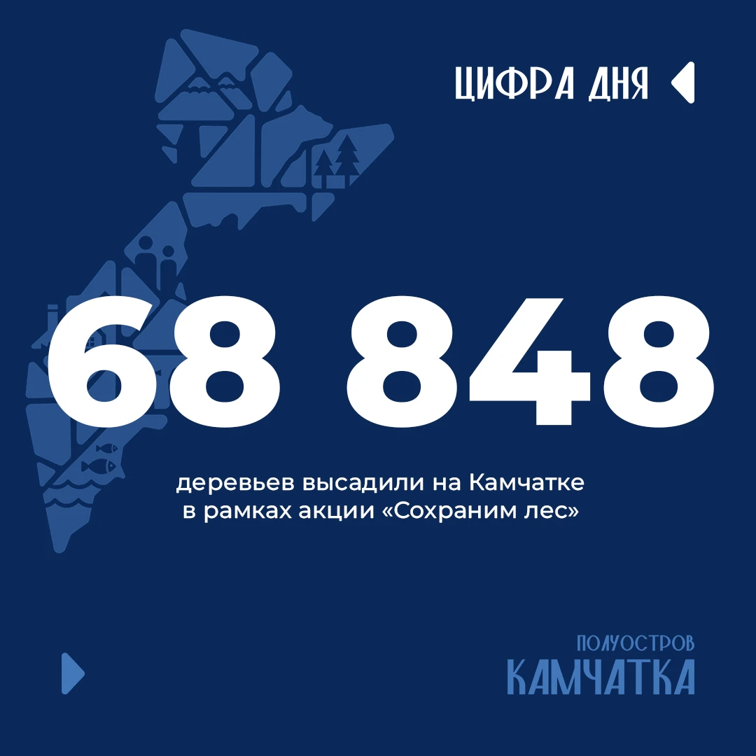 На Камчатке высадили почти 69 тысяч деревьев
