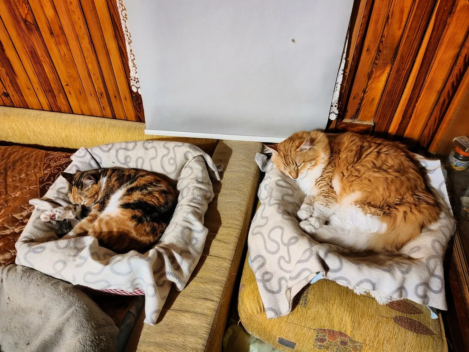 Перед вечерним приемом пищи надо вздремнуть😻