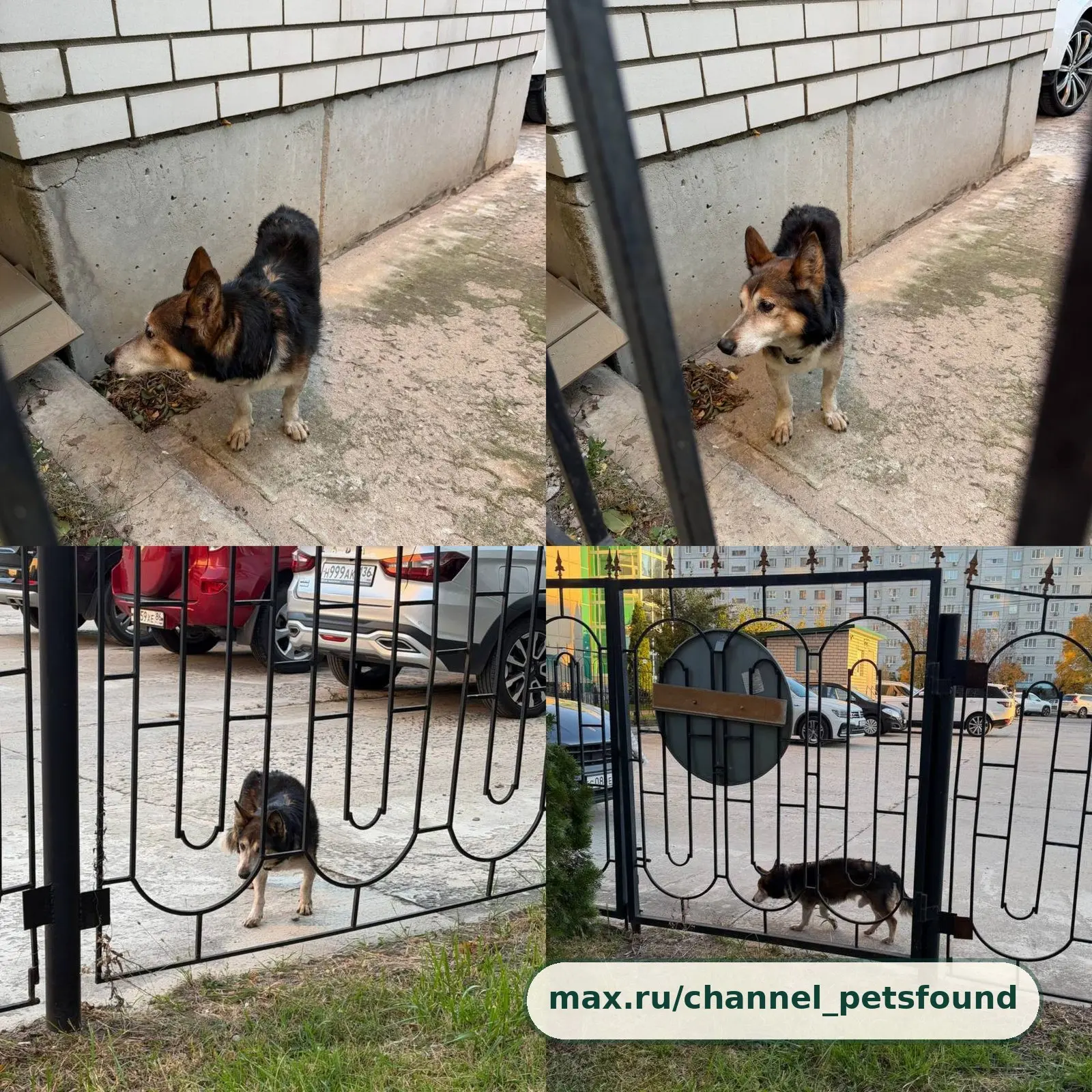 🐾 Найден питомец — Воронеж