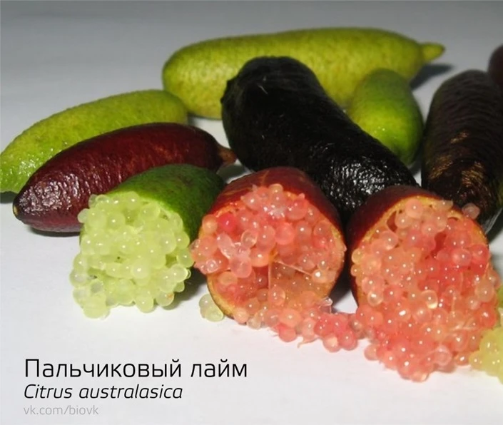Пальчиковый лайм (Citrus australasica) — это вид цитрусовых кустарников, произрастающий...