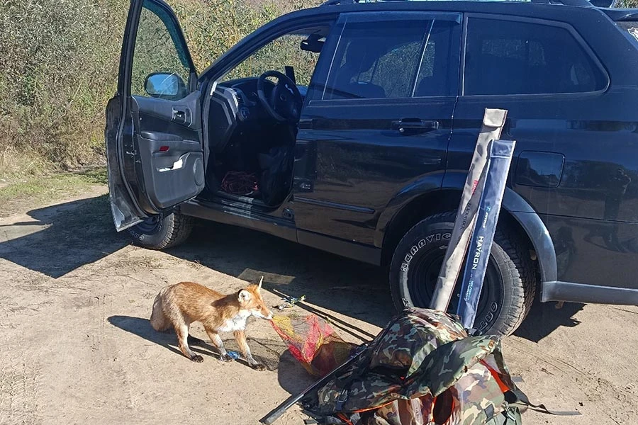 В Камешковском округе объявилась рыжая воровка