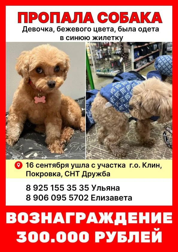 🆘 ВОЗНАГРАЖДЕНИЕ 300 000 РУБЛЕЙ! МЫ ПРОДОЛЖАЕМ ИСКАТЬ МУКАЛТИНКУ/МИНИ! 🆘