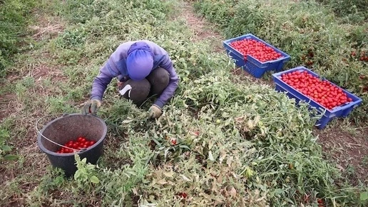 Полиция Астраханской области выявила нелегальных мигрантов на томатном поле