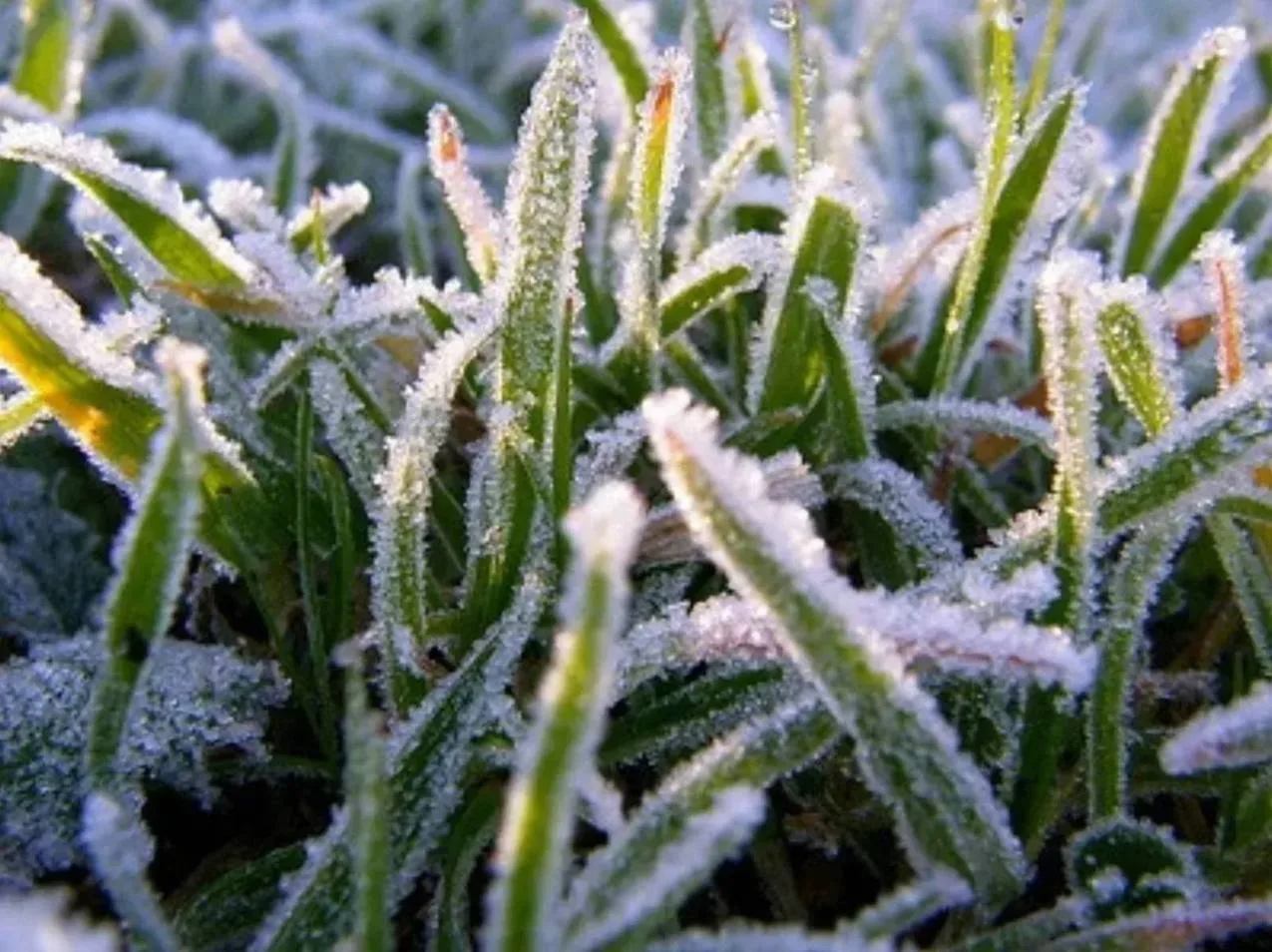 ❄️ В Московском регионе зафиксировали заморозки