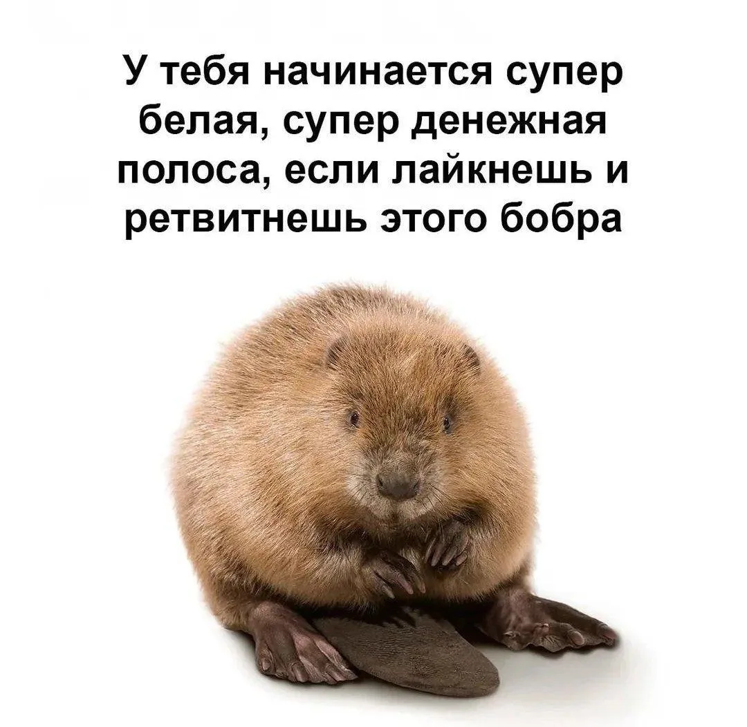 Бобр добр, он не подведет. Хорошего дня🎈😄