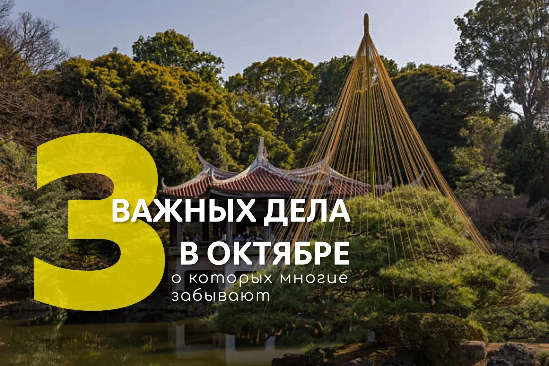 О чем не скажут садовые блогеры? 3 неочевидных дела в саду до первого снега