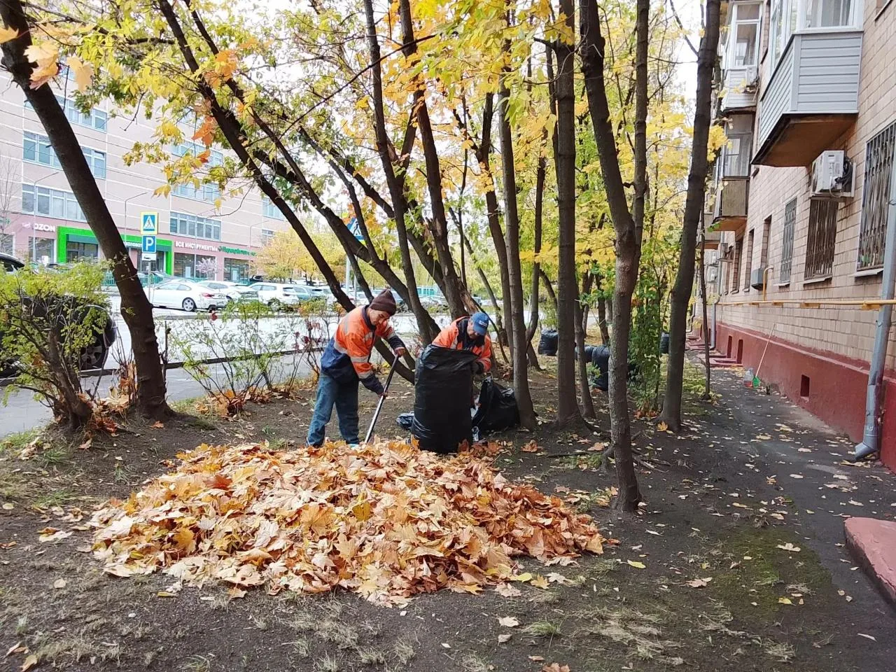 🍂 Во всех районах СЗАО наводят порядок после листопада.