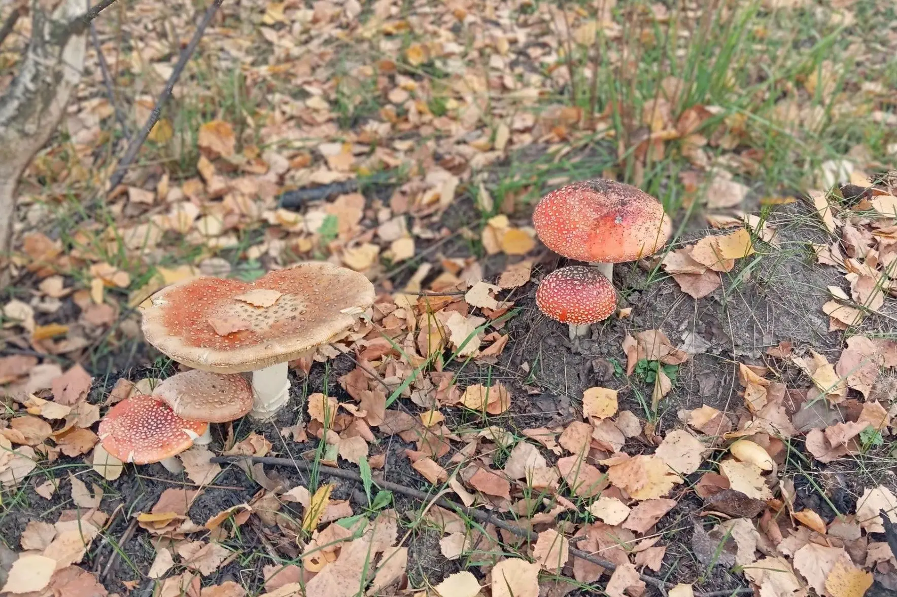 🌧 Дожди, туман и до +14° ожидается в Курской области 15 октября