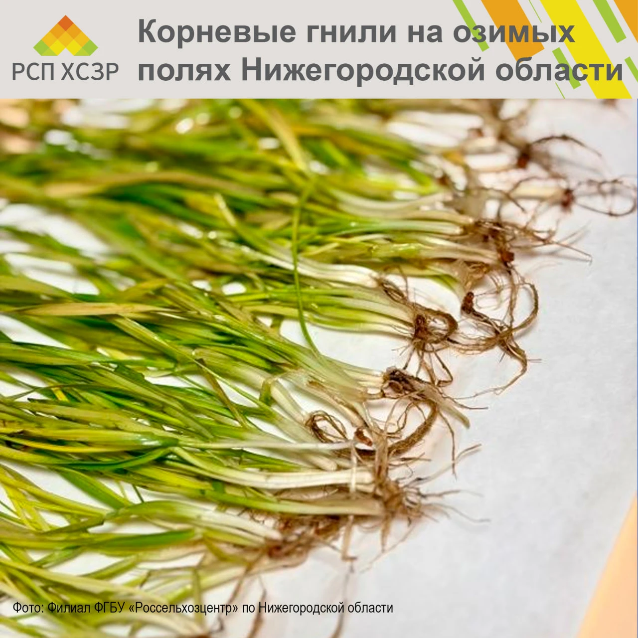 ⚠️ В Нижегородской области выявлено развитие корневых гнилей на посевах озимых зерновых...