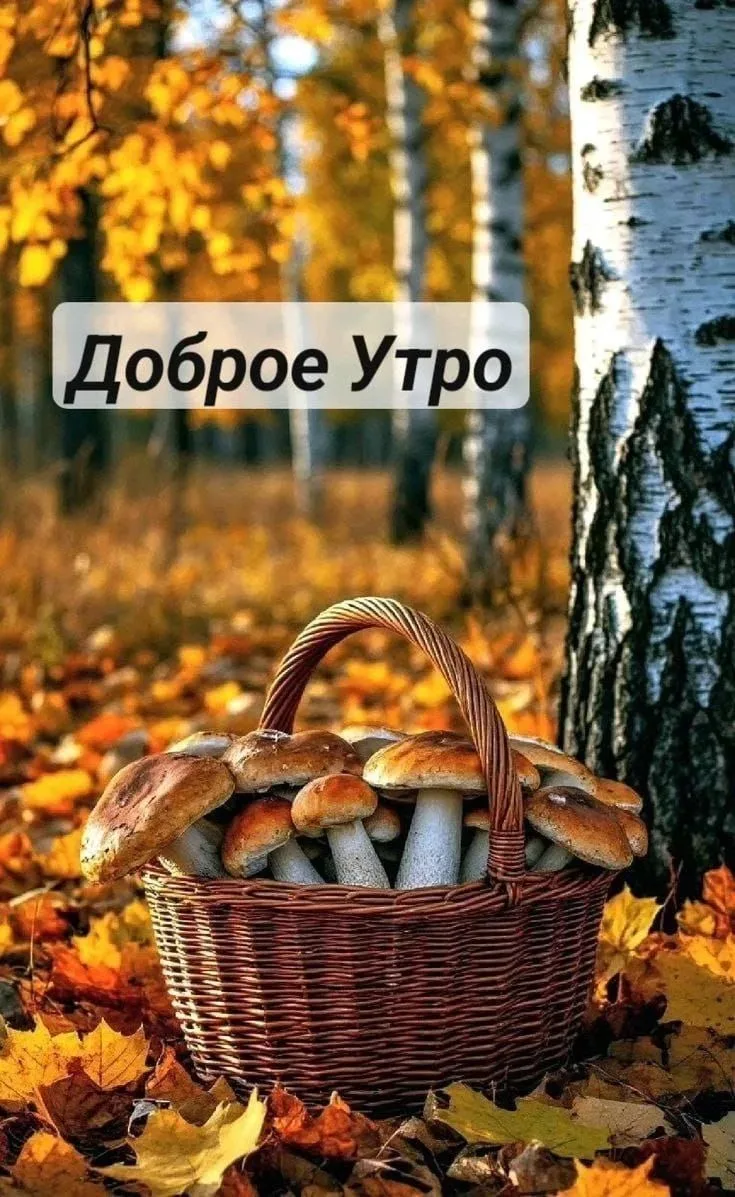 Доброе утро, друзья. Всем хорошего настроения 🕊