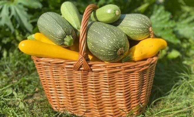 ✍️ Как хранить кабачки зимой
