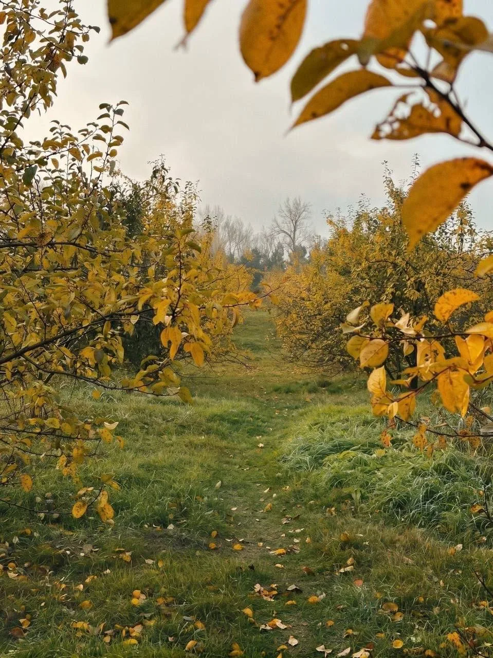Осенний Татышев-парк 🍁