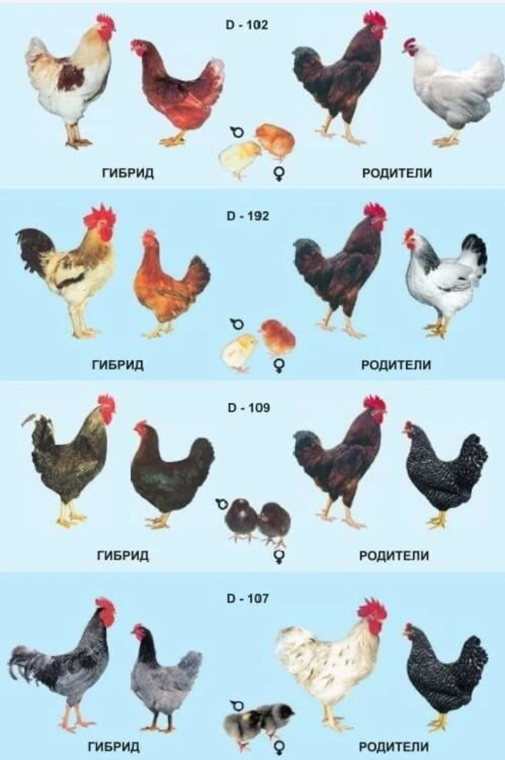 Ответ на вопрос : как определить пол у суточного цыплёнка?