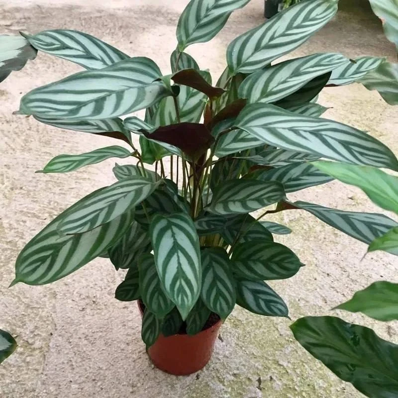 Заболевания, вредители и проблемы в выращивании для комнатной ктенанты🌿