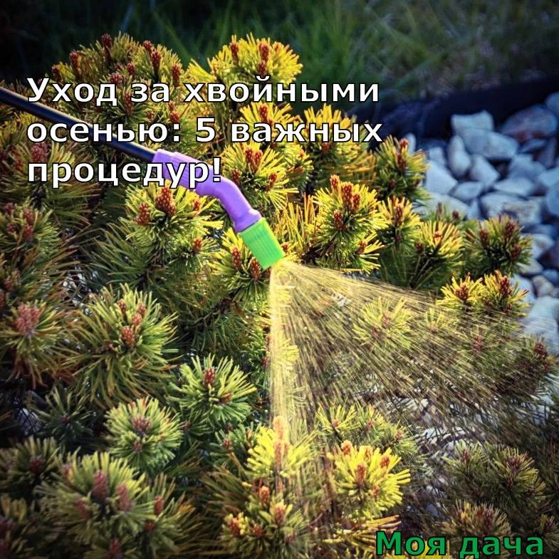 Уход за хвойными осенью: 5 важных процедур 🌲