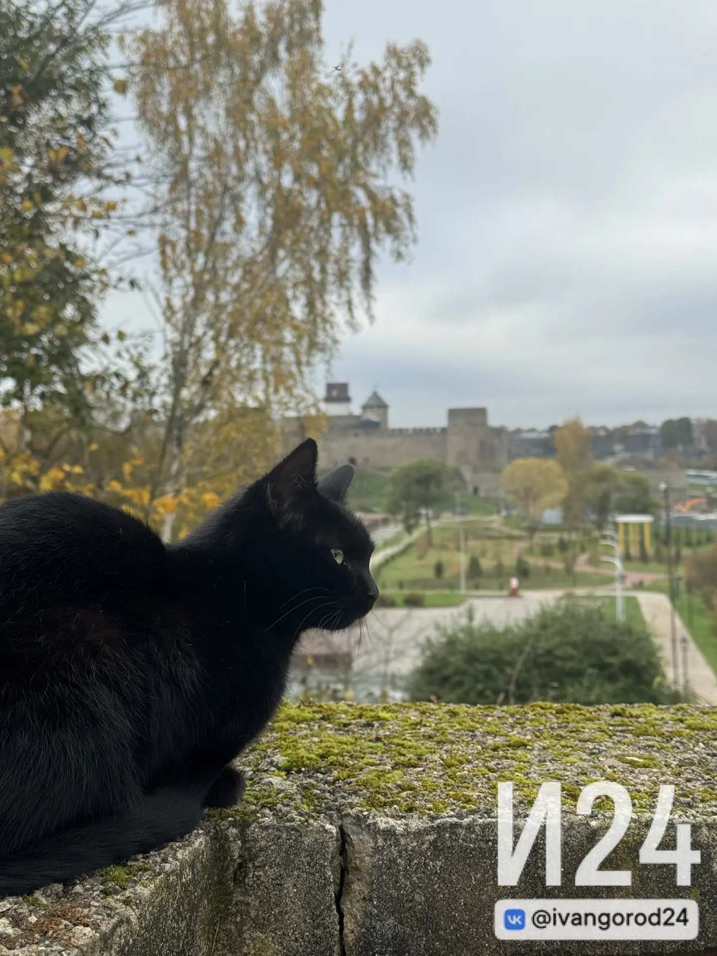 Чья кошка потерялась? Очень ласковая, совсем не похожа на уличную 😢