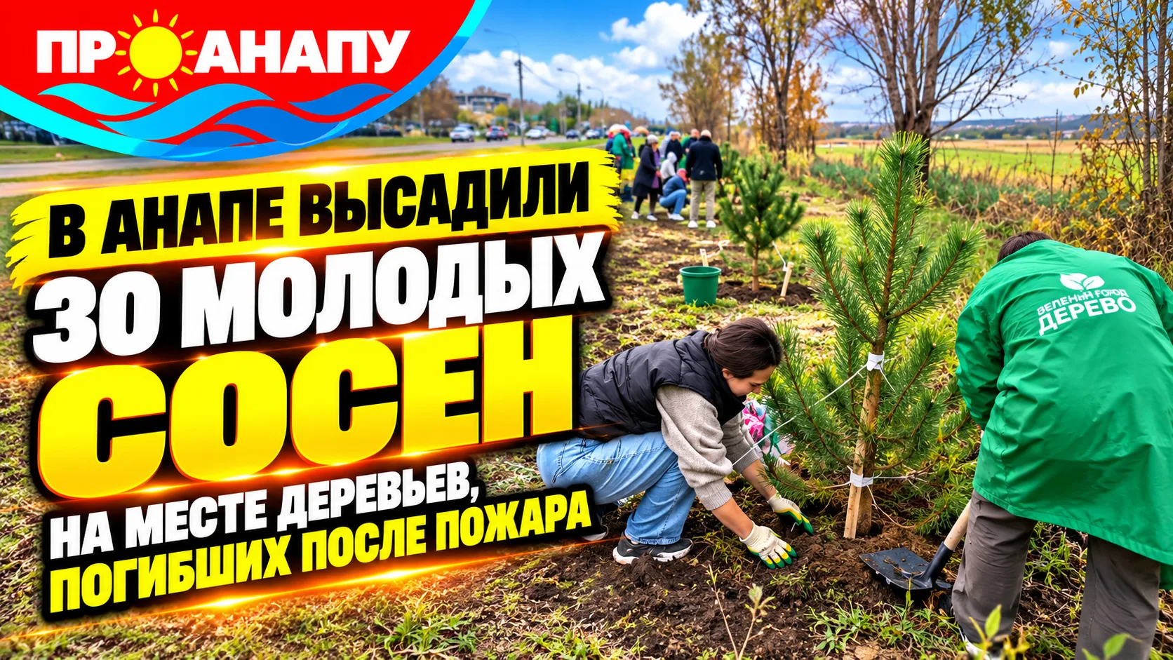 🌲 В Анапе высадили 30 молодых сосен на месте деревьев, погибших после пожара