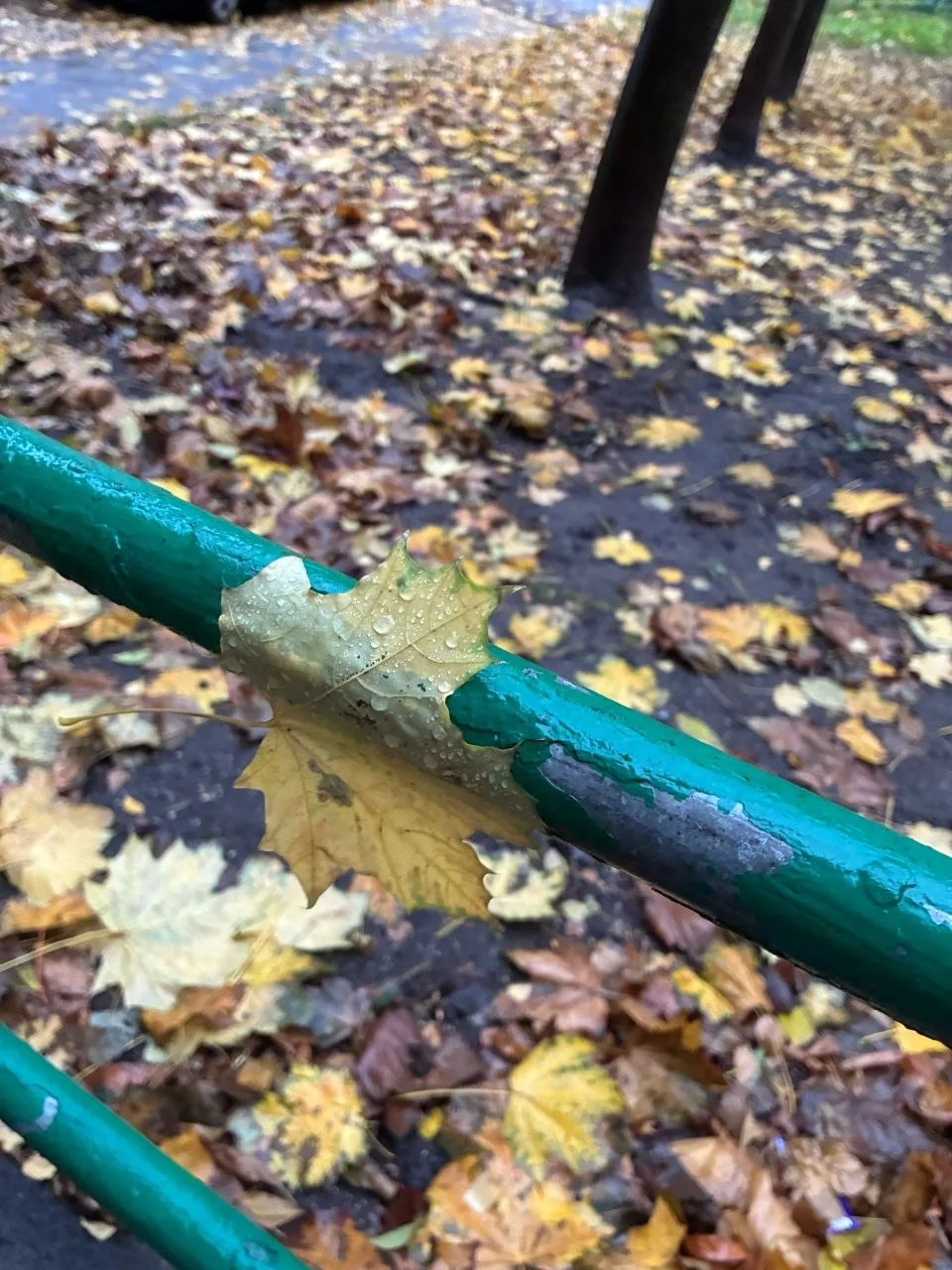 Осенними кадрами с нами делятся наши подписчицы 😍