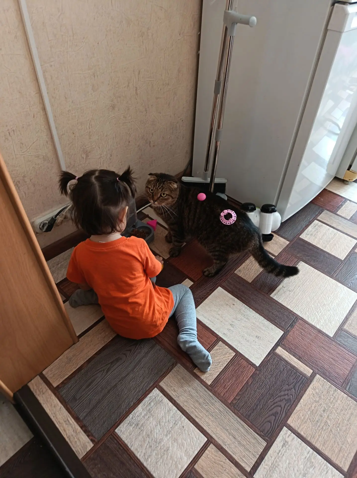🐱Кошачья доля