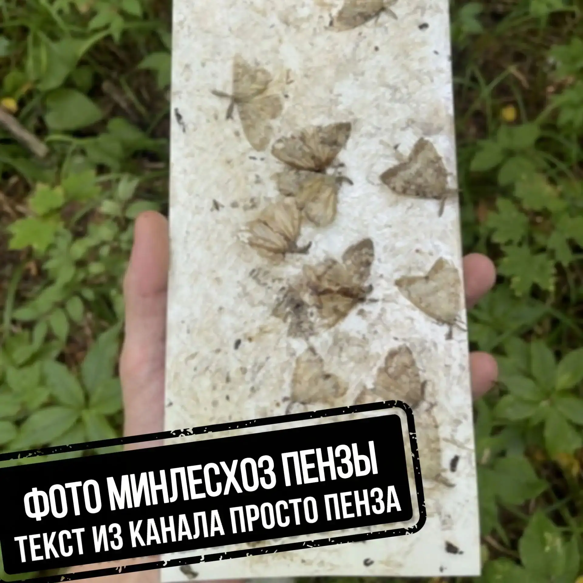 В лесах Пензенской области подвели итоги феромонного надзора за непарным шелкопрядом.