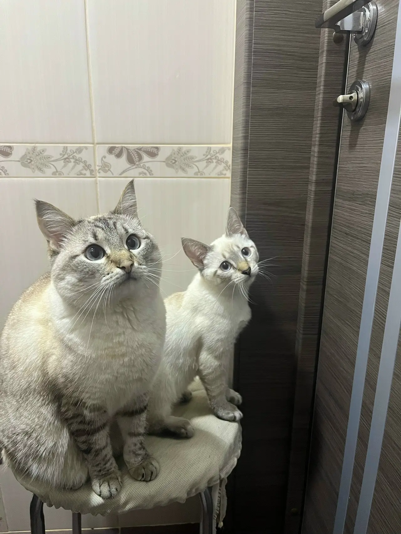 🐾 Рубрика "Наши любимые питомцы"