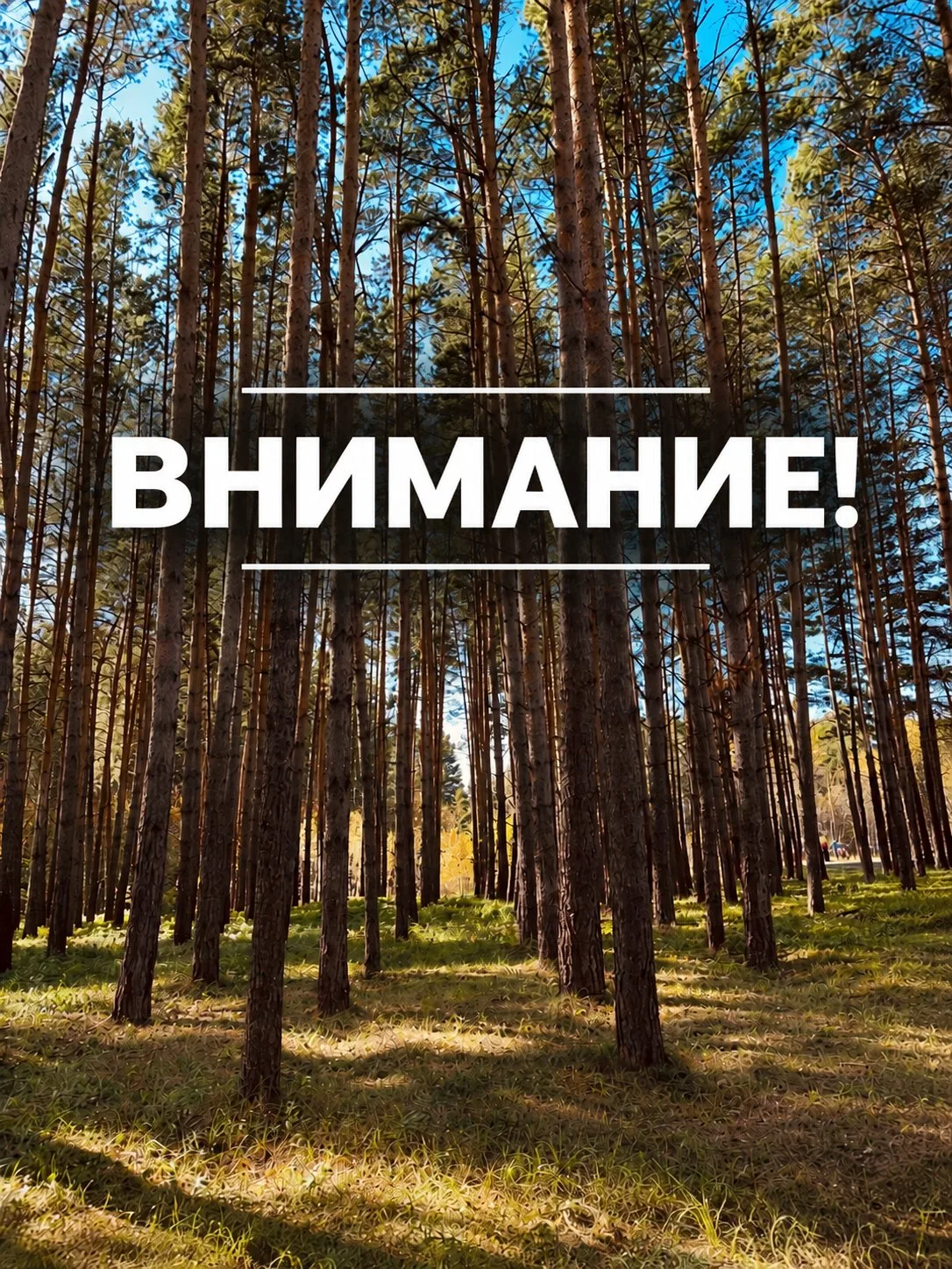 🐻 Поиски медведя продолжаются