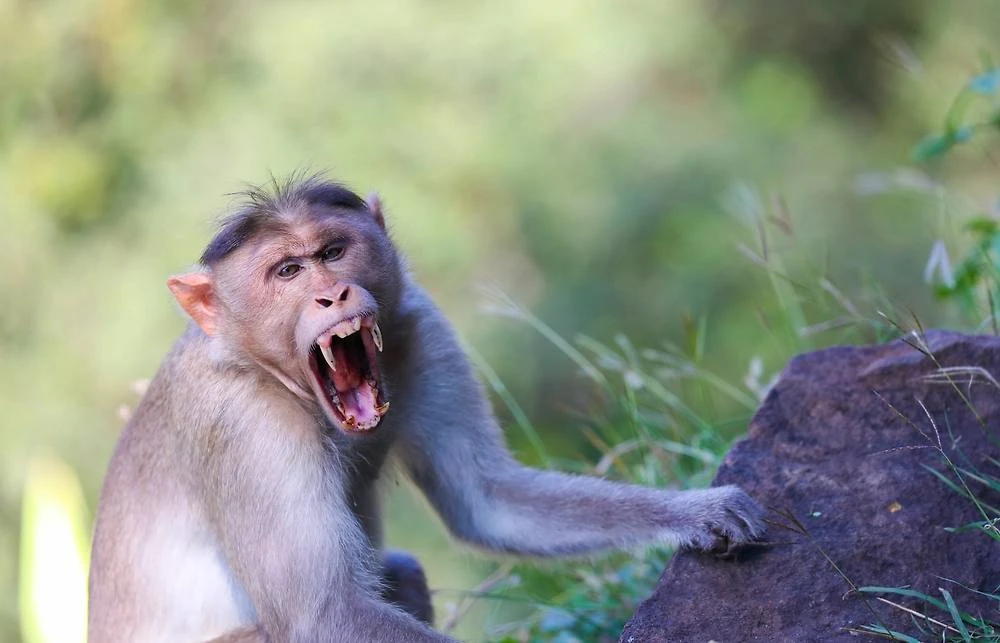 🐒 Обезьяны на Бали объявили войну жителям острова