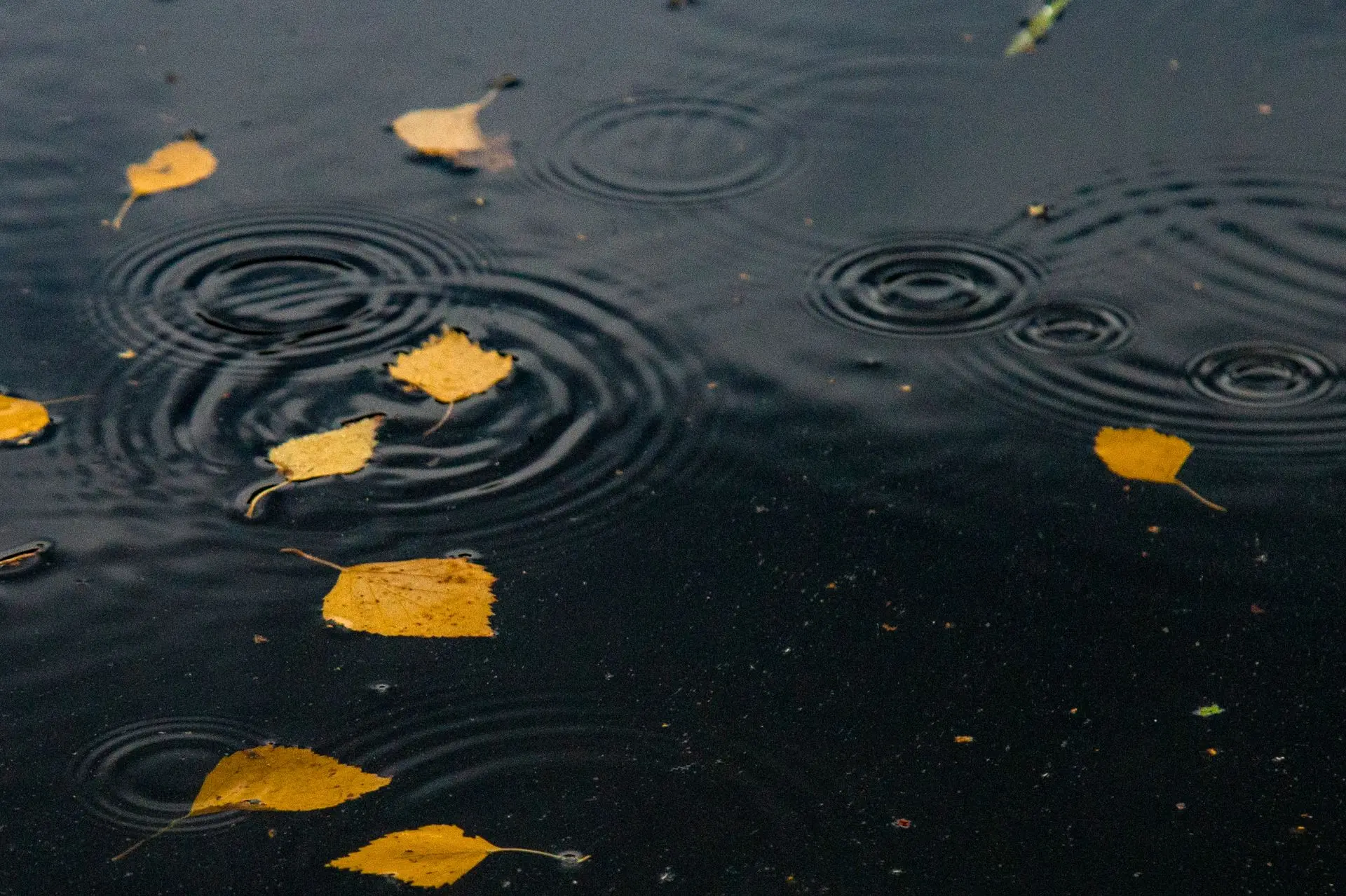 🌧 🍂 Кажется, идеальный день, чтобы спрятаться от сырости… но мы знаем место, где тепл...