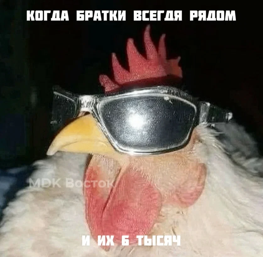 🐔 В Певеке поголовье кур на птицефабрике выросло до шести тысяч
