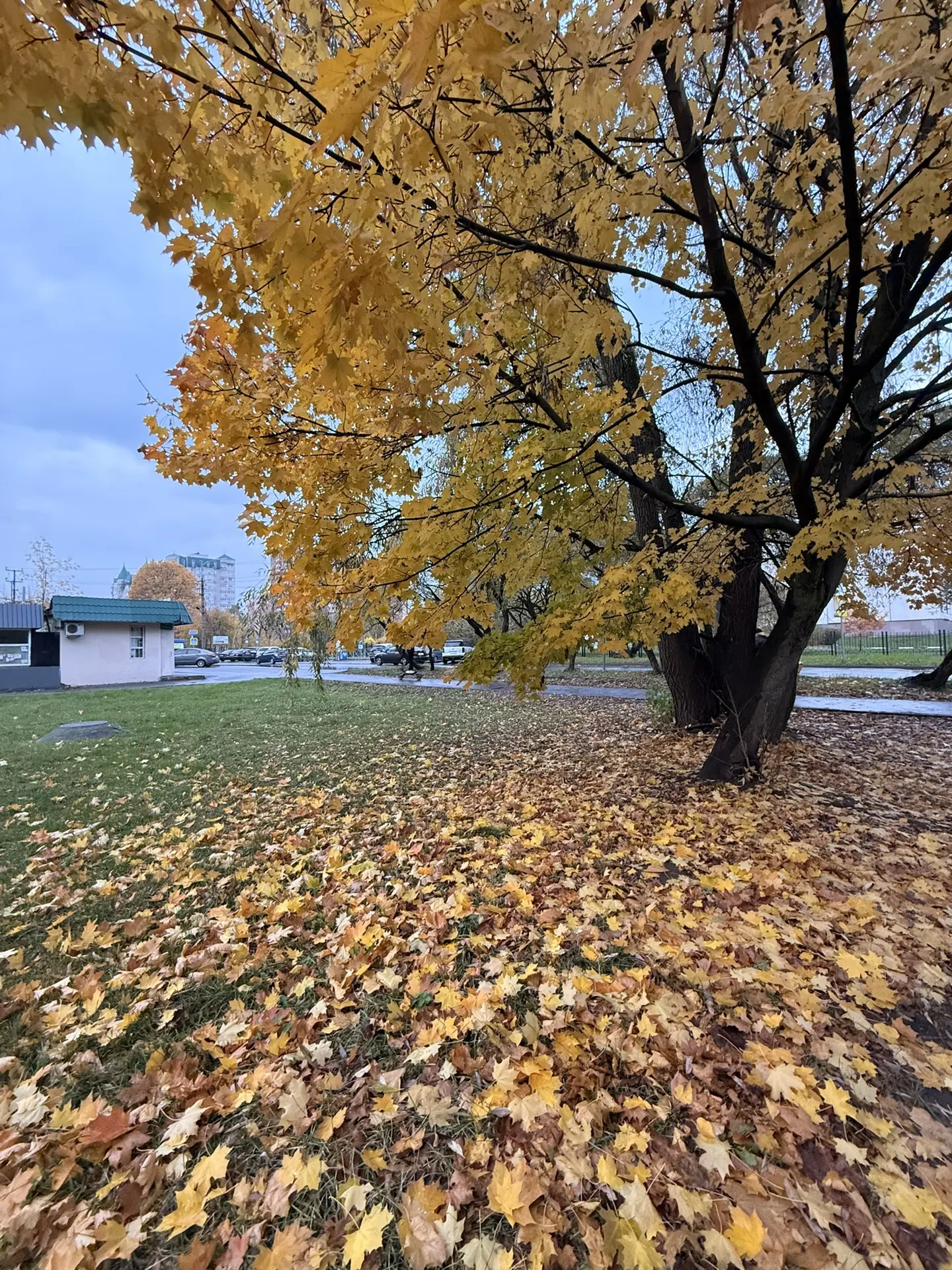 Сегодня гуляли, очень шикарная 🍂