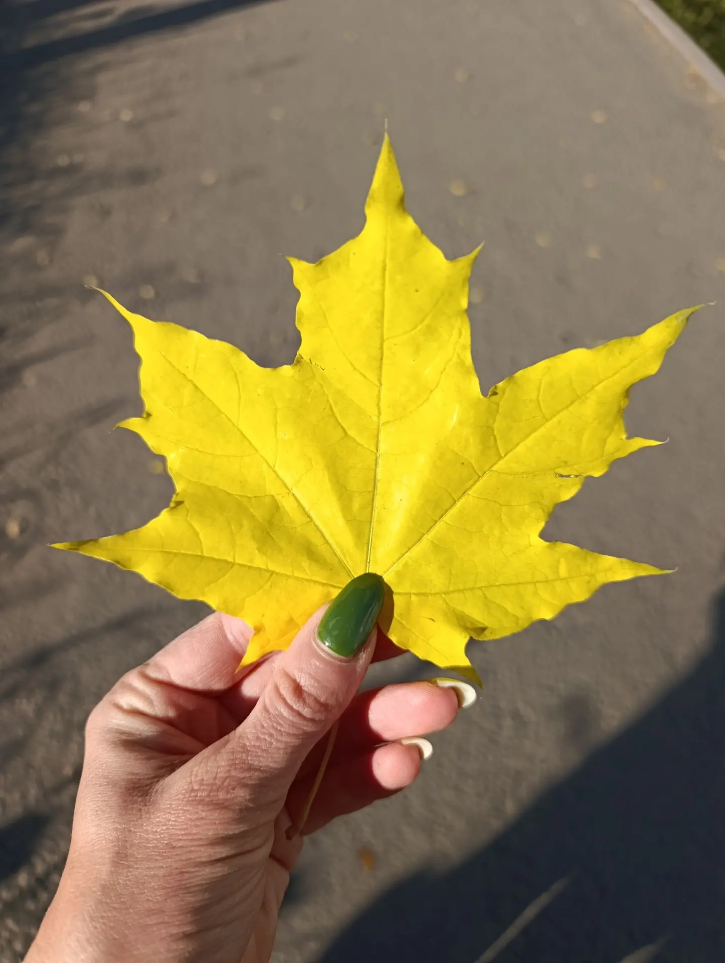Осеннее настроение 🍁