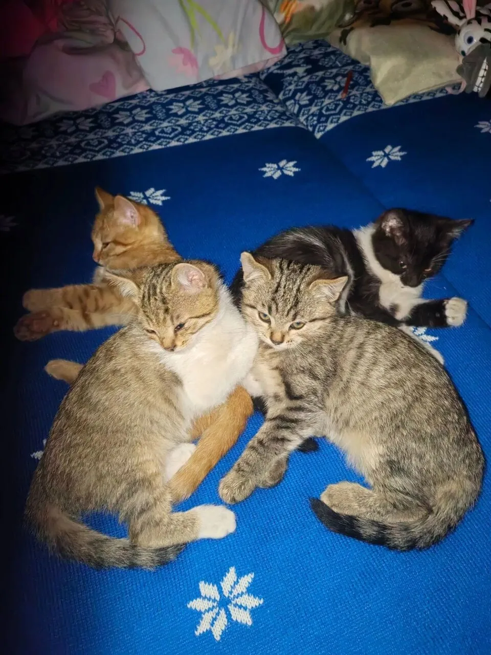 Отдам котят в добрые руки, 3 месяца, Донецк