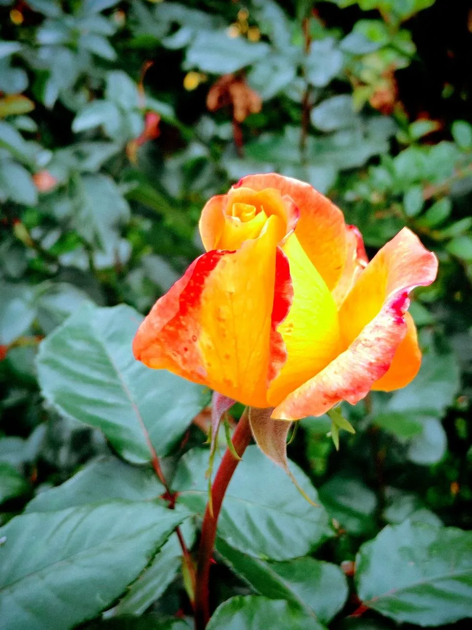 💐Ботанический сад МГУ