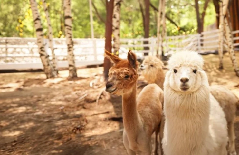 🦙 Парк альпак «Симба»