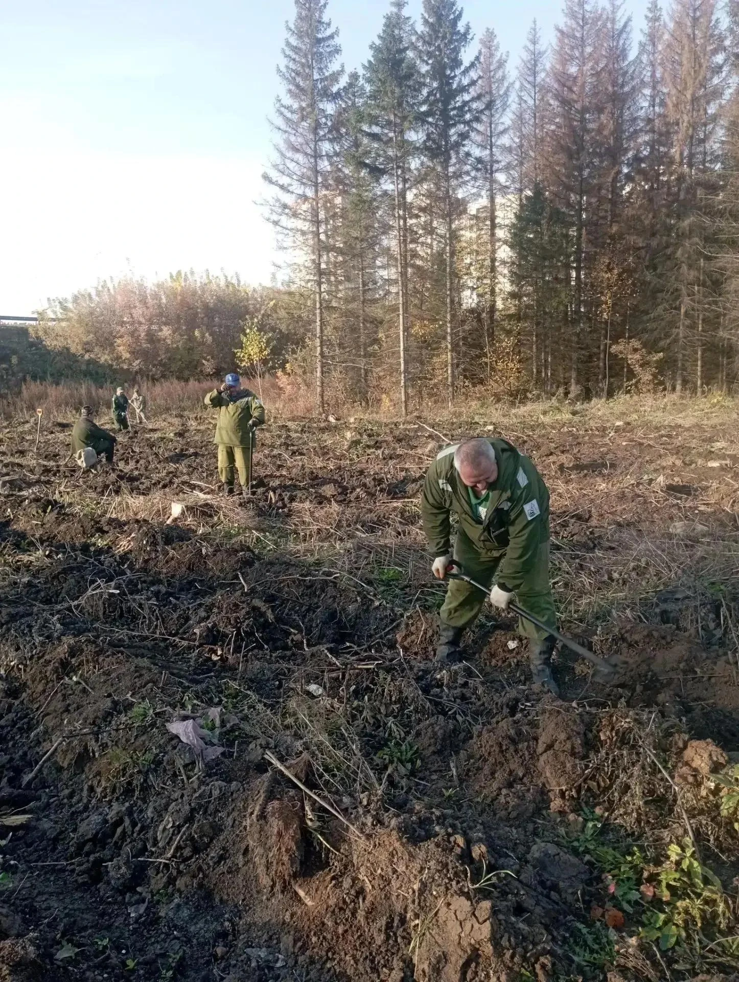 ☀️ Благоприятные погодные условия способствуют проведению осенней посадки лесных культур