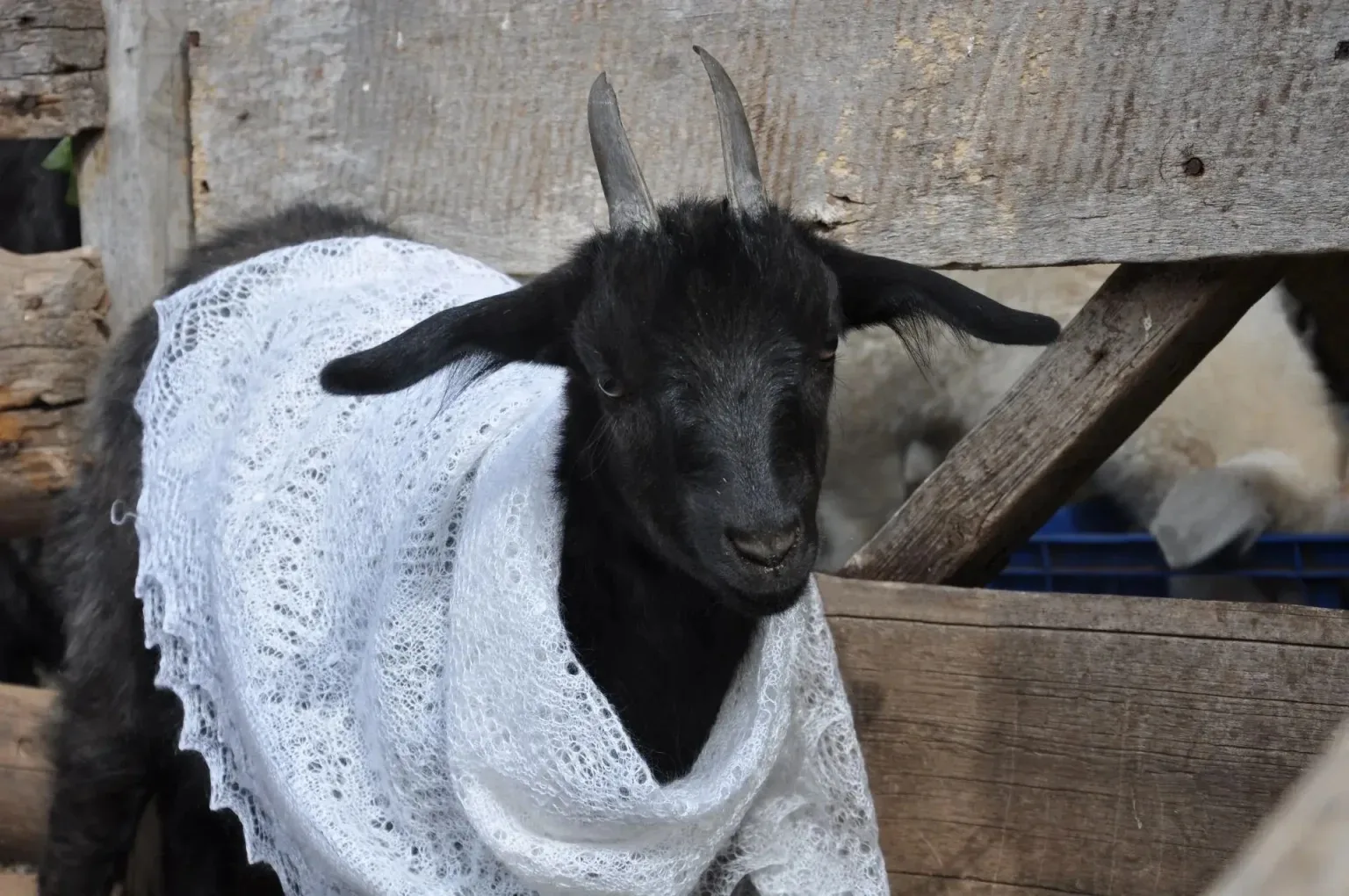 🐐 В Оренбурге пройдут традиционные Дни пухового платка