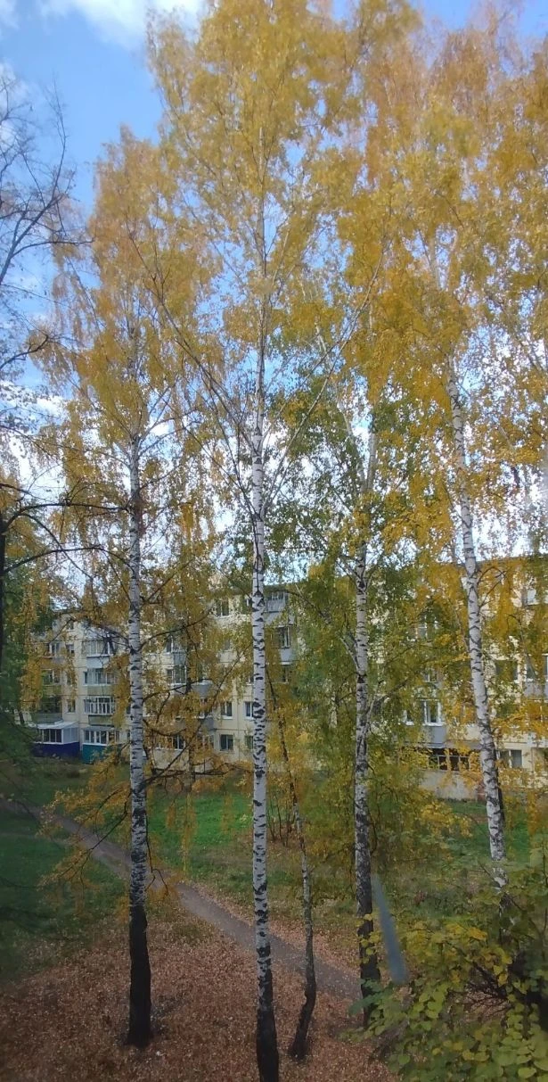 За окном у нас красота осенняя 🥰🍂
