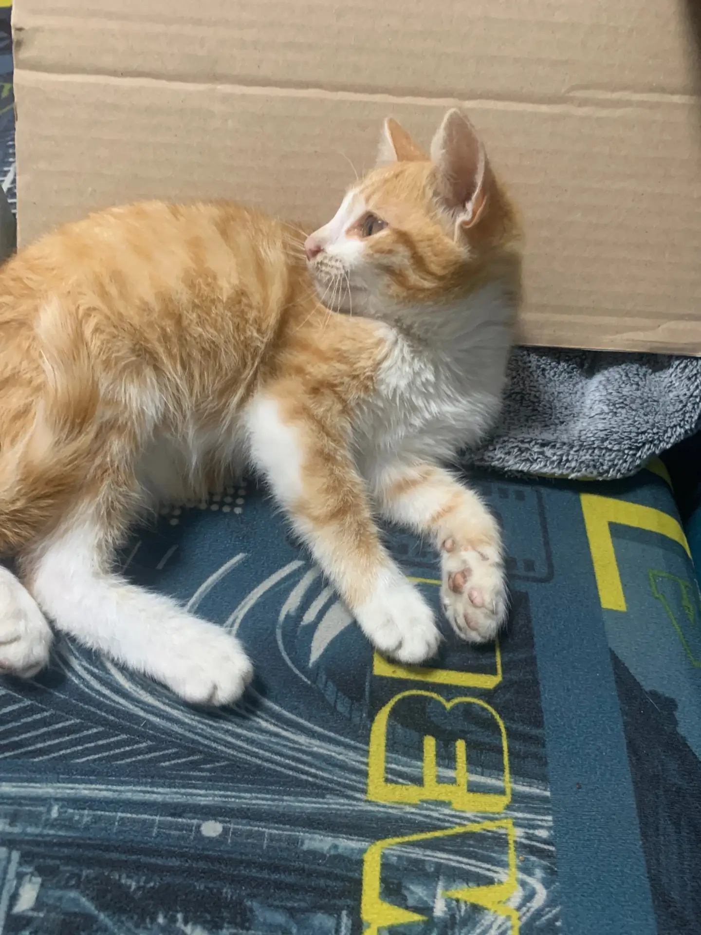 отдам котенка, мальчик