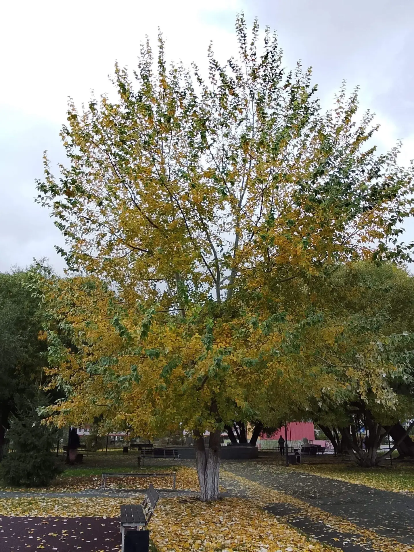 С добрым утречком🍁🍂