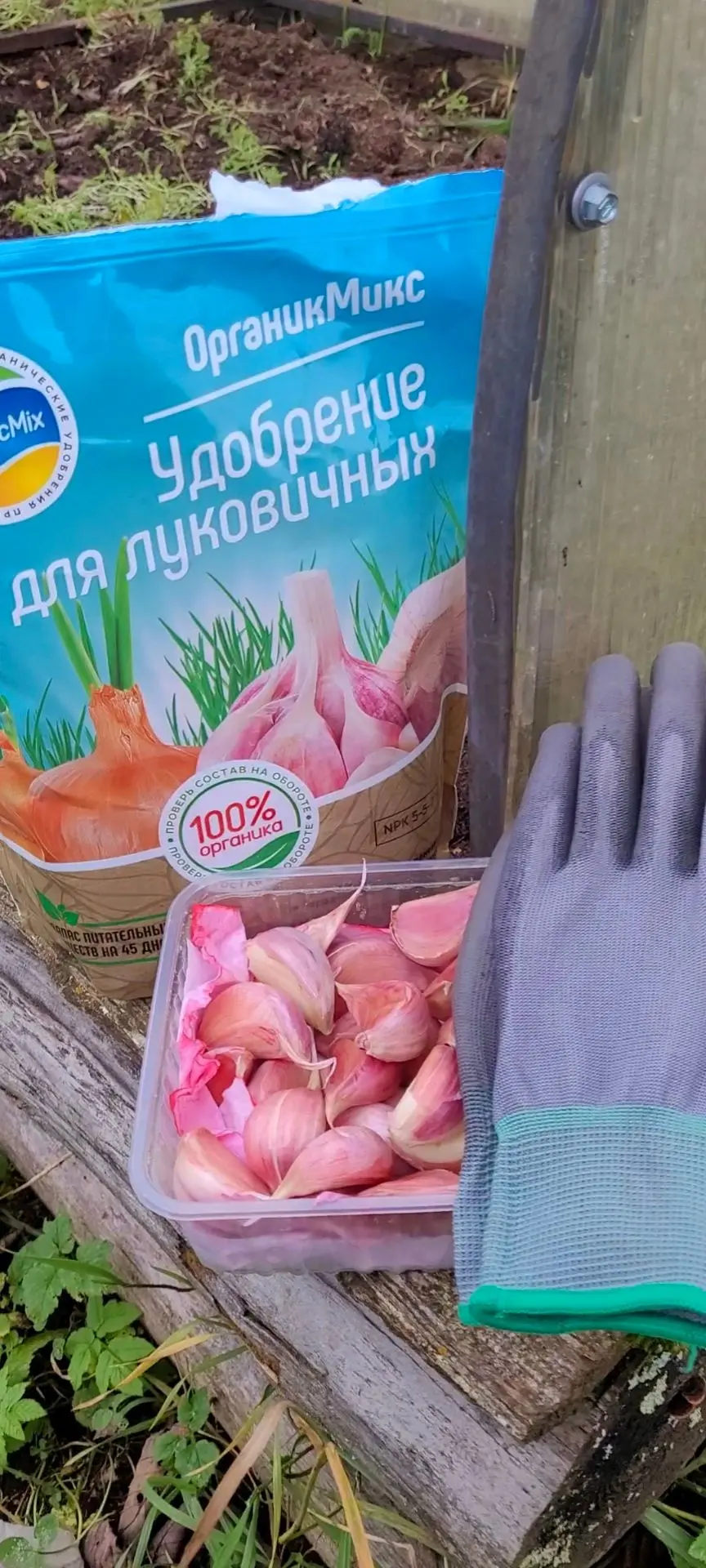 Посадила чеснок и выкопала все луковицы гладиолусов, ура! 🌿