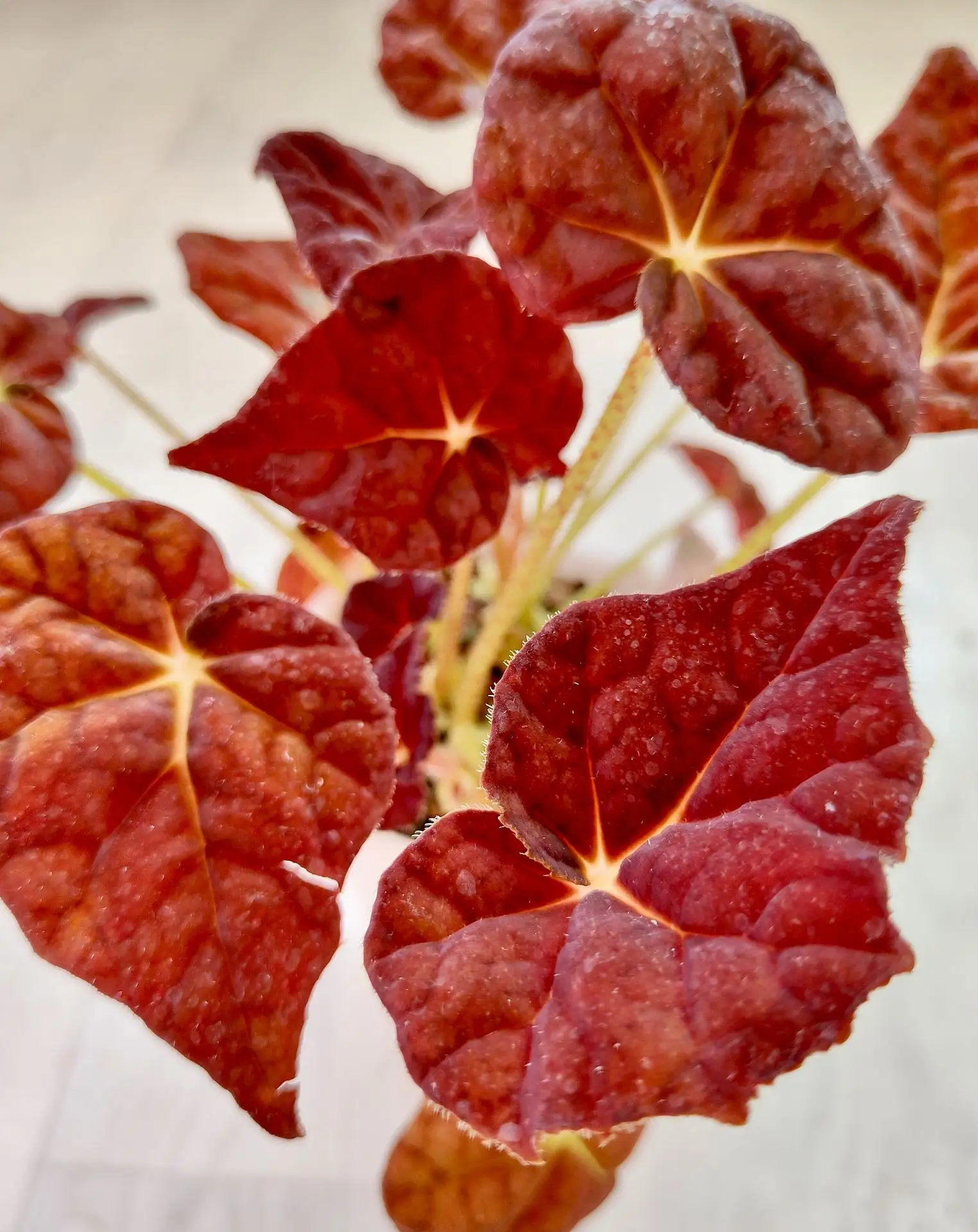 Бегония Autumn ember (Отомн Эмбер, Осенний тлеющий уголёк)