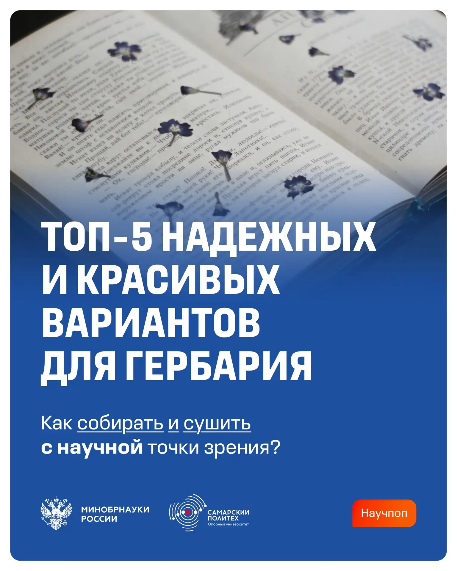 Как сделать гербарий с научной точки зрения?