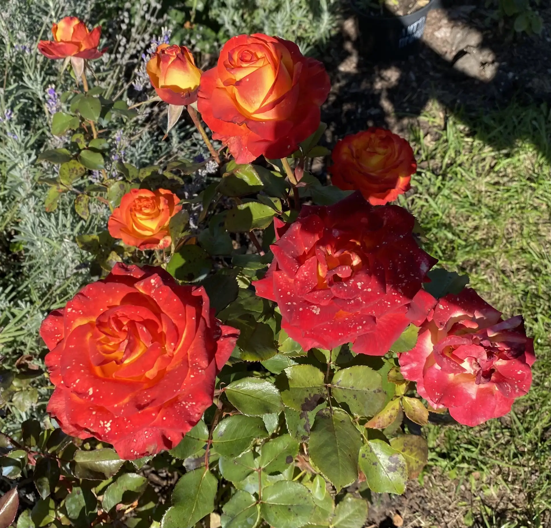 На днях начну готовить розы к зиме, а пока небольшая фотосессия💖💖💖