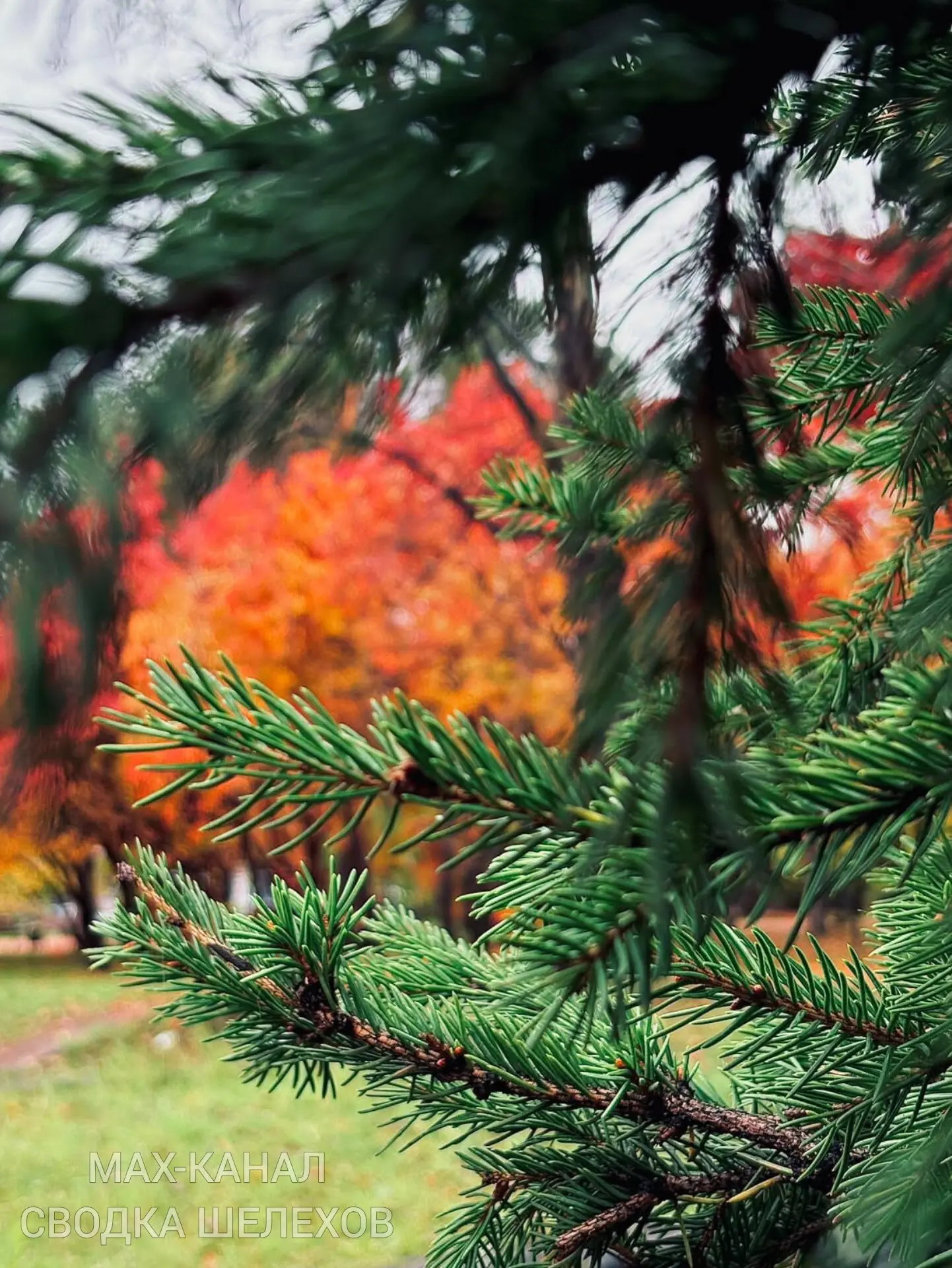 🍁 Осень в  Шелехове — лучший повод выйти на прогулку